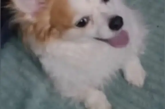 Пропала собака, Пошехонское шоссе, Вологда - рыже-белый кудрявый чихуахуа - photo