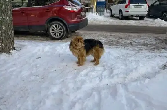 Найдена собака, Курск, фото: Найдена собака, улица Карла Либкнехта, 14, городской округ Курск - в ошейнике, бегает в районе центрального рынка