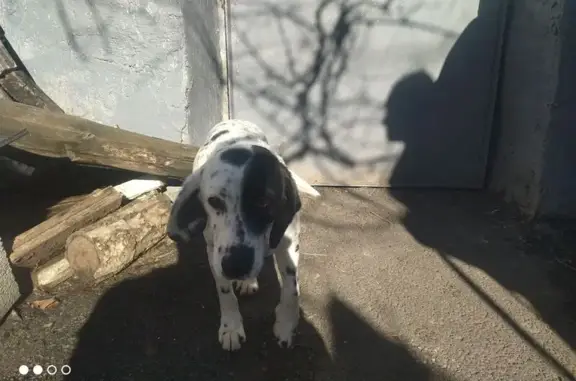 Пропал собака, мужской, Волго-Донской проезд, 18, Ставрополь - photo