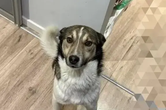 Найдена собака, Воронеж, фото: Найден собака, улица Шишкова, 70, Воронеж - мальчик, 1 год