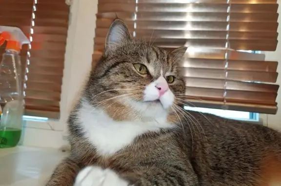 Пропал кот, улица Бориса Полевого, 34, Дивногорск - нос розовый, мордочка с белым окрасом - photo