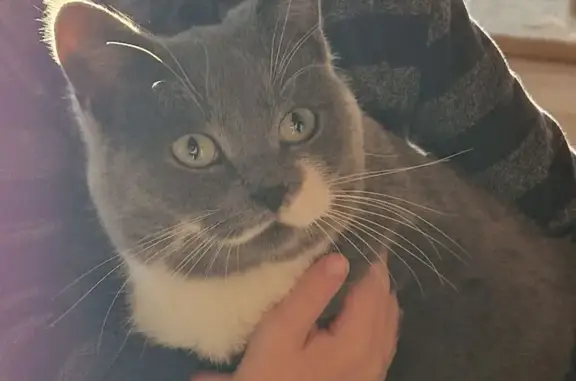 Пропал кот, Западная улица, Артёмовский - photo