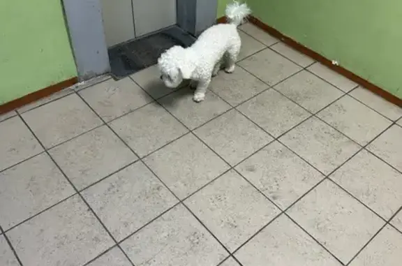 Найдена собака, Хабаровск, фото: Найден собака, улица Лермонтова, 6, Хабаровск - белый кобель породы бишон-фризе