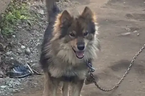 Пропал собака, Снежная улица, Петропавловск-Камчатский - пушистый с салатовым ошейником - photo