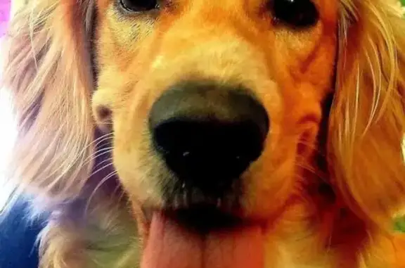 Пропал собака, Коммунистическая улица, Калманка - рыжий годовалый пёс - photo