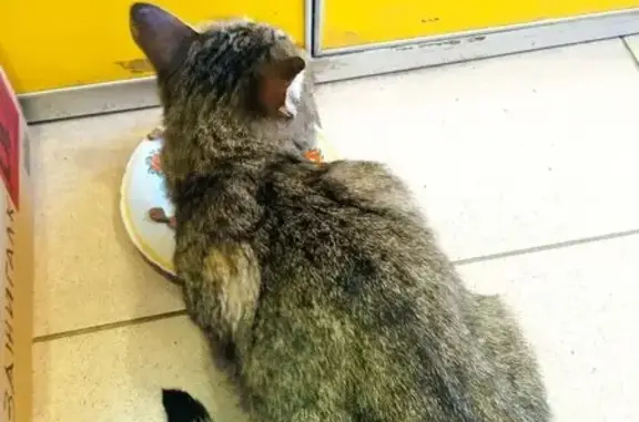 Найдена кошка, Новоликеево, фото: Найдена кошка, Новоликеево - домашняя, худая и пугливая