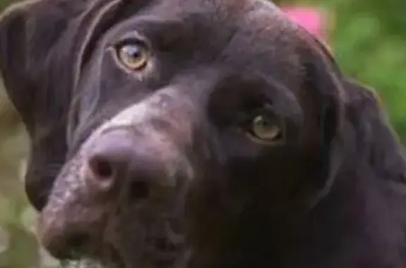 Пропал собака, Шоссейная улица, Ростов-на-Дону - курцхаар с коричневым кожаным ошейником - photo