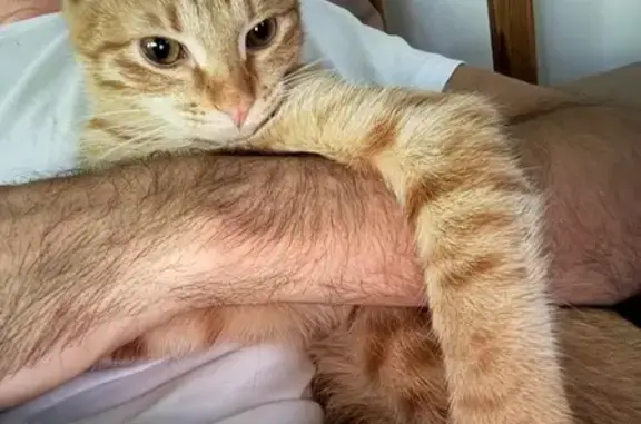 Пропал кот, Донская улица, 29А, Сочи - полосатый хвостик - photo