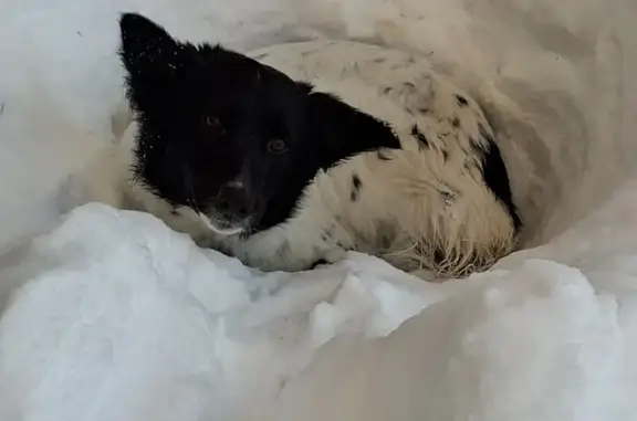 Найдена собака, Иваново, фото: Найдена собака, улица Калинина, 24, Иваново