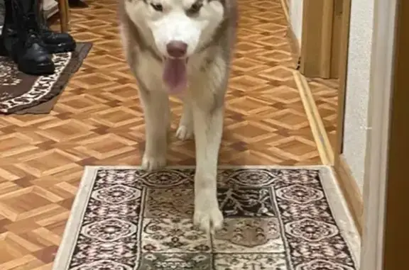 Найденные животные Исток, фото: Найден собака, Большая Георгиевская 1-я линия улица, 2, Исток - коричнево-белый хаски