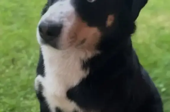 Пропал собака, Станционная улица, 3, Фрязино - голубые глаза, не агрессивный - photo