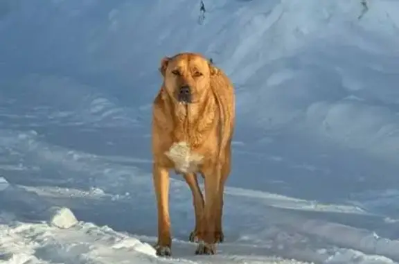 Найдена собака, Семёновское, фото: Найдена собака, Иваново — Иванцево, Семёновское - девочка, возможно кормящая или беременная