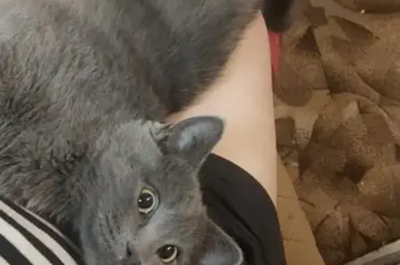 Пропал кот, Турмалиновская улица, 54, Ростов-на-Дону - серый с белыми пятнами - photo