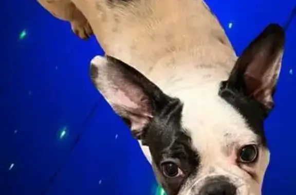 Пропала собака, Орбитальная улица, 47, Улан-Удэ - белая с черными пятнами - photo