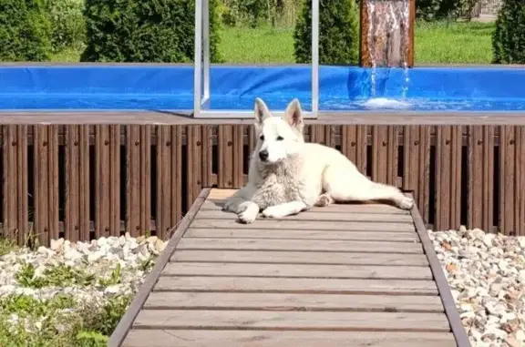 Пропала собака, Большое Полпино, Брянская область - бежевый окрас, стерилизована - photo