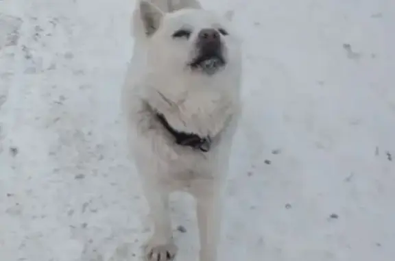 Найдена собака, Пенза, фото: Найден собака, улица Воронова, 20, городской округ Пенза - похож на хаски