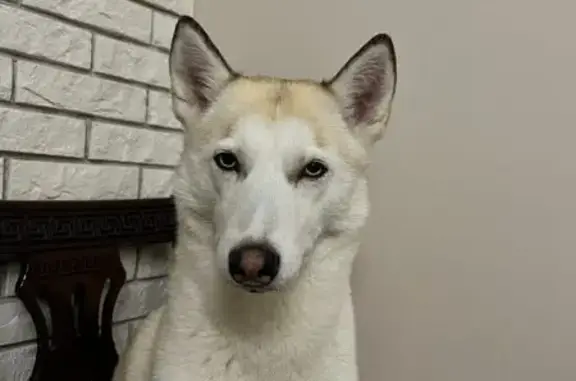 Пропала собака, Новоначаловский, Астраханская область - светлая с голубыми глазами - photo