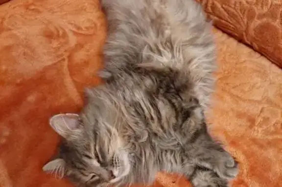 Пропал кот, проспект Циолковского, 80А, Дзержинск - пушистый, доверчивый - photo