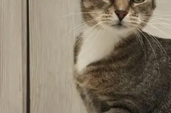 Найдена кошка, Санкт-Петербург, фото: Найдена кошка, проспект Пятилеток, 17 к1, Санкт-Петербург - умная и ласковая