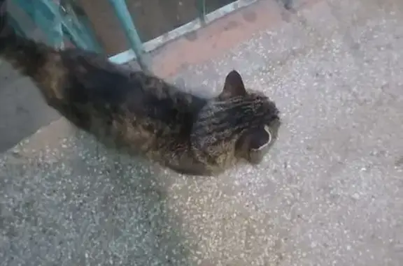 Найдена кошка, Нижний Новгород, фото: Найдена кошка, улица Героя Советского Союза Бахтина, 8, Нижний Новгород - напугана и дрожит