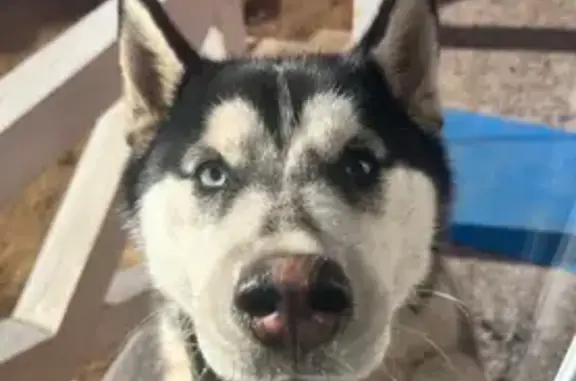 Пропала собака, женский пол, Смоленка, Забайкальский край - photo