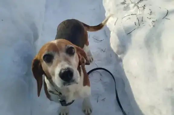 Найдена собака, Тербунский сельсовет, фото: Найдена собака, Тербуны — Набережное — Волово, Урицкое - прыгает на трёх лапах