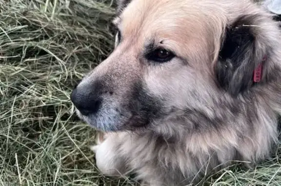 Пропал собака, Нижние Присады, Тульская область - бежевый палевый окрас, бирка на ухе - photo