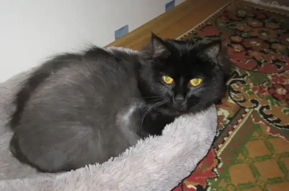 Пропала кошка, Полевая улица, 53, Краснодар - чёрная, постриженная - photo