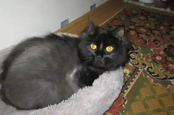 Кошки потеряшки, Краснодар, фото: Потеряшка кошка, улица 1 Мая, 110, Краснодар - чёрного цвета с серым брюшком