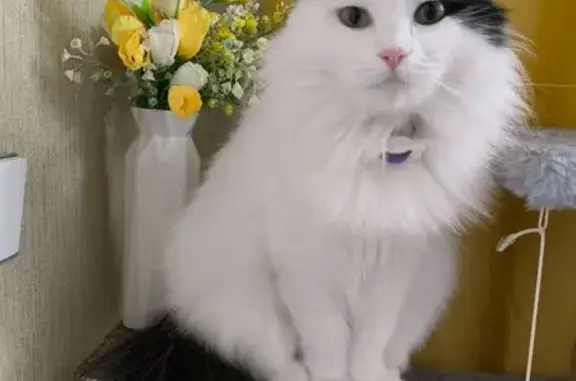 Пропала кошка, улица Ухтомского, 6, Тверь - белая с чёрным, пушистая - photo