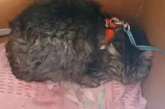 Найдена кошка, Нижний Новгород, фото: Найдена кошка, улица Федосеенко, 40, Нижний Новгород - пушистый, крупный, тигровый окрас