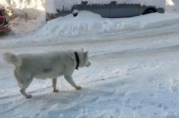 Найдена собака, Пенза, фото: Найдена собака, Вишнёвая улица, городской округ Пенза - белый пёс в чёрном ошейнике