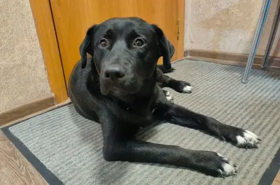 Найденные животные Ангарск, фото: Найдена собака, девочка, 27, Ангарск - чёрный лабрадор-ретривер