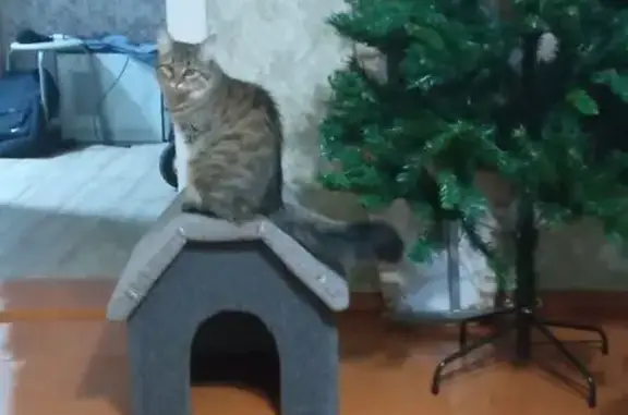 Пропала кошка, улица Чепаева, Троицкое - серо-белая - photo