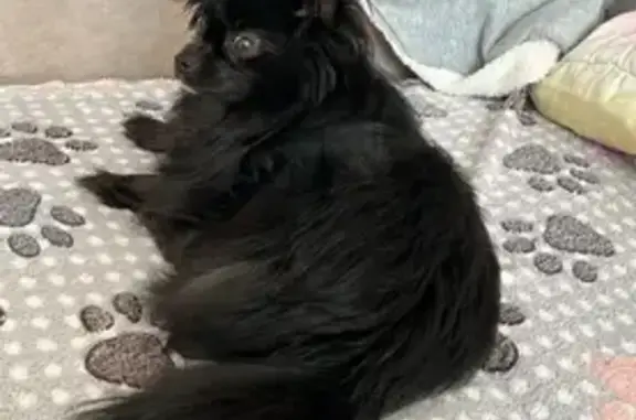 Пропала собака, Саратов, Саратовская область - черная, похожа на шпица - photo