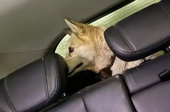 Найденные животные Берёзовский, фото: Найдена собака, п. Сарапулка — Белоярское водохранилище, Берёзовский - добрая, но пугливая