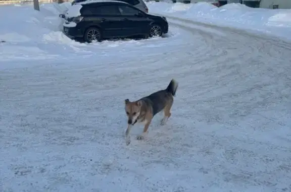 Найдена собака, Тверь, фото: Найдена собака, Тверь