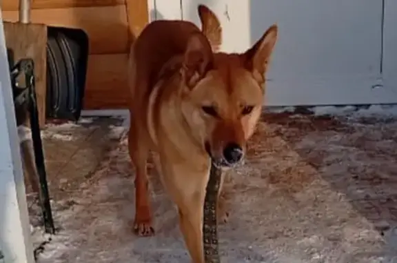 Найдена собака, Курган, фото: Найден собака, улица Свободы, Курган - рыжий, молодой, красивый