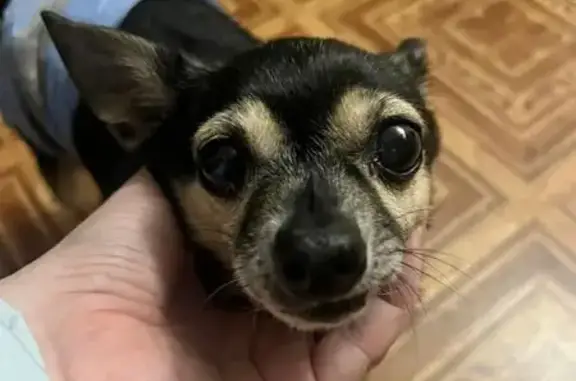 Найдена собака, Северск, фото: Найден собака, мужской, улица Славского, 10, Северск - без поводка и с длинными ногтями