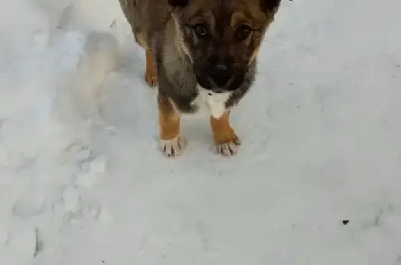 Найдена собака, Воронеж, фото: Найдена собака, улица Остужева, Воронеж