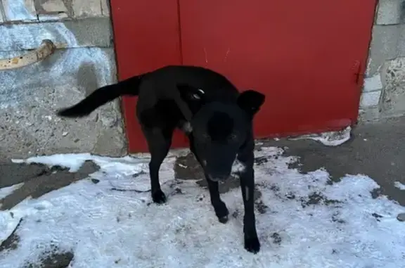 Найдена собака, Воронеж, фото: Найден собака, Южно-Моравская улица, 50/4, Воронеж - хромает на лапку