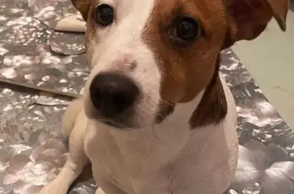 Пропал собака, Ленвенская улица, 26, Березники - бело-рыжий, сорвался с поводка - photo