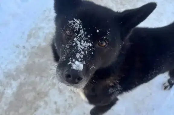 Найдена собака, Иваново, фото: Найден собака, улица Балахнина, 24, Иваново - зелёный ошейник