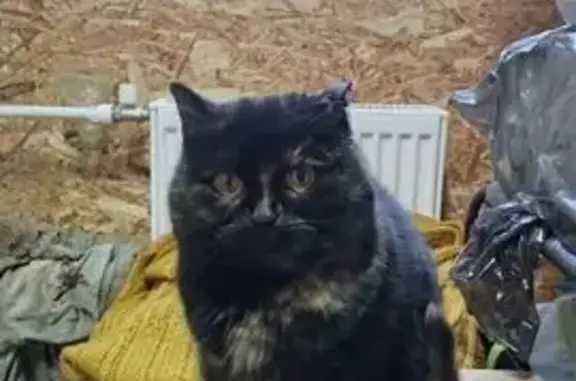 Найдена кошка, Мостовая, фото: Найдена кошка, Восточная улица, 18, Мостовая - черепаховый окрас