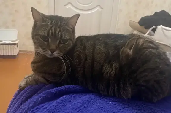 Пропала кошка, Рижская улица, 32, Камышин - зелёные глаза, немного пугается незнакомцев - photo