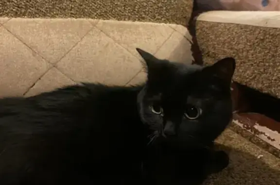 Найдена кошка, Красноярск, фото: Найдена кошка, улица Партизана Железняка, Красноярск - домашняя и ухоженная