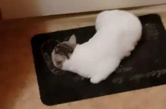 Пропал кот, Северная улица, 36, Северск - белый с оранжевыми глазами - photo