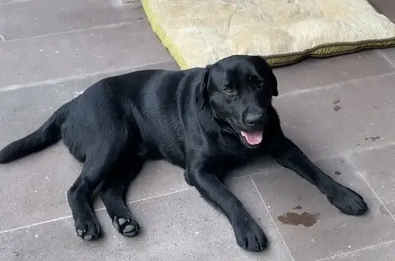 Собаки потеряшки, Ставрополь, фото: Потеряшка собака, Архирейская дорога, Ставрополь - черный лабрадор без ошейника