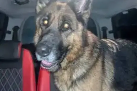 Найденные животные Наро-Фоминский городской округ, фото: Найдена собака, Киевское шоссе, Наро-Фоминский городской округ - немецкая овчарка, ошейник