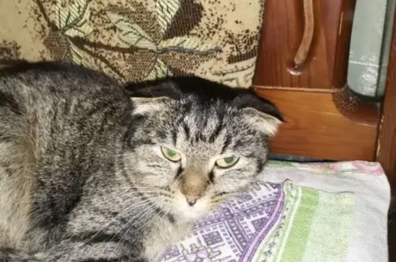 Найдена кошка, Астрахань, фото: Найдена кошка, Казатумский переулок, Астрахань - вислоухая, молодая